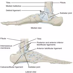 Ankle Ligaments